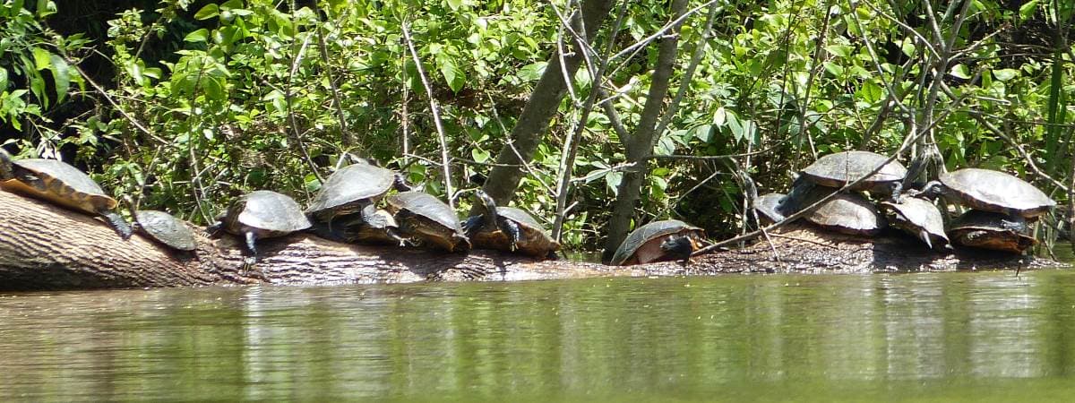 Wildlife on Cape Fear River in Lillington, NC